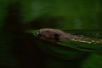 Beaver in the Peene valley, Germany