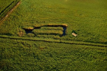 Reed beds delta lands near Swinousczje, Poland