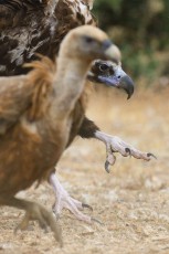 Griffon vulture and black vulture