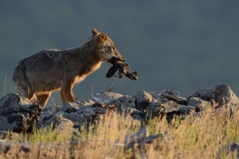 Eurasian grey wolf at a vulture watching site in the Madzharovo valley, Rhodope Mountains
