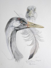Common crane study (Keith Brockie, Scotland, watercolour on paper)