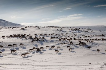 Reindeer herding activities are part of Lapland's ancient and unique natural-cultural landscape.