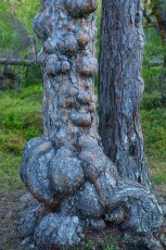 Impressive old-growth pine forest, Saltoluokta area, bordering to the Stora Sjöfallet National Park