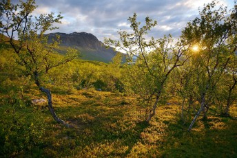 Mountain birch forest, Saltoluokta area, bordering to the Stora Sjöfallet National Park