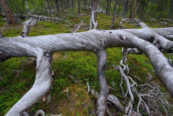 Old-growth pine forest, Stora Sjöfallet National Park, Lapland