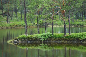 Taiga boreal forest in Kvikkjokk
