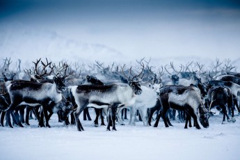 Reindeer herd in Lapland rewilding landscape, Sweden.