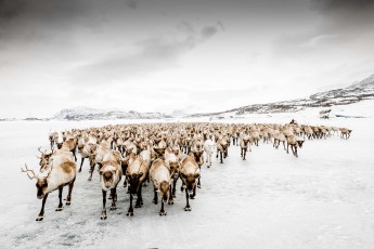 Reindeer herd in Lapland rewilding landscape, Sweden.