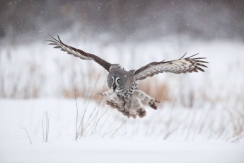 Great grey owl