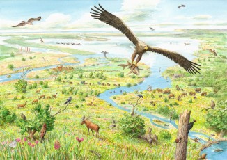 Artist's vision of the Oder Delta rewilding area