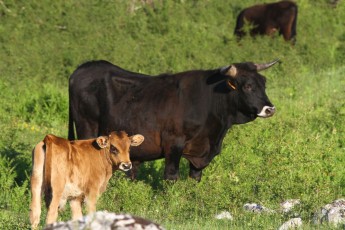 Tauros grazing in Lika Plains, Croatia.