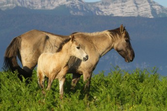 Konik horses in Lika Plains, Croatia.