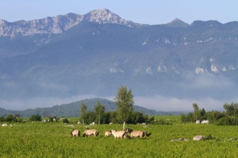 Konik horses in Lika Plains, Croatia.