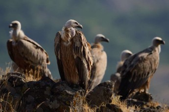 Griffon vulture, Gyps fulvus, Madzharovo,  Rhodope Mountains, Bulgaria.