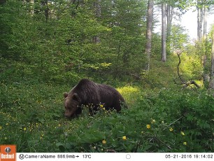 A brown bear photographed in front of one of the Velebit wildlife hides.
