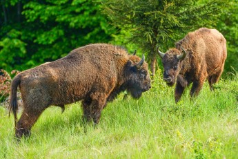 European bison in the Țarcu Mountains, Southern Carpathians, Romania.