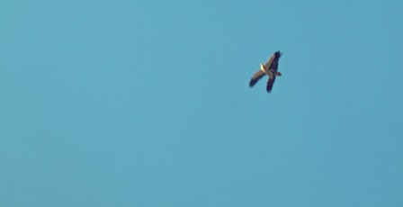 Egyptan vultures in flight, Western Iberia rewilding area, Portugal.