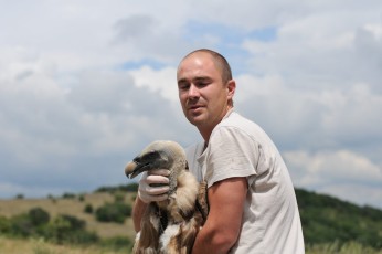 Releasing a griffon vulture with fitted satellite transmitter, Rhodope Mountains rewilding area, Bulgaria.