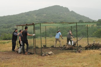 Life Vultures project catch and release enclosure, Rhodope Mountains rewilding area, Bulgaria.