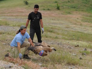 Releasing a griffon vulture with fitted satellite transmitter, Rhodope Mountains rewilding area, Bulgaria.