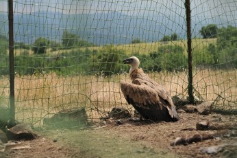 Griffon vulture at the enclosure, waiting to be released by Life Vulture project experts.