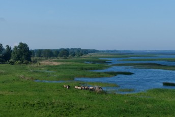 Oder Delta rewilding landscape