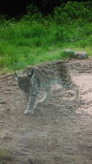 Lynx captured by a wildlife camera next to the hide.