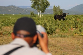 Humberto Tan shooting Tauros in Lika Plains, Velebit rewilding area, Croatia.