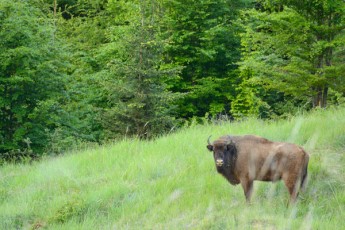 Bison in the Tarcu mountains 