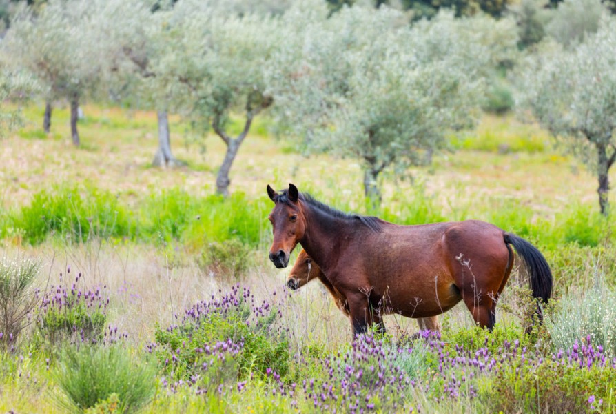 Garrano Horses, Faia Brava, Côa Valley, Western Iberia, Portugal, Europe, Rewilding Europe