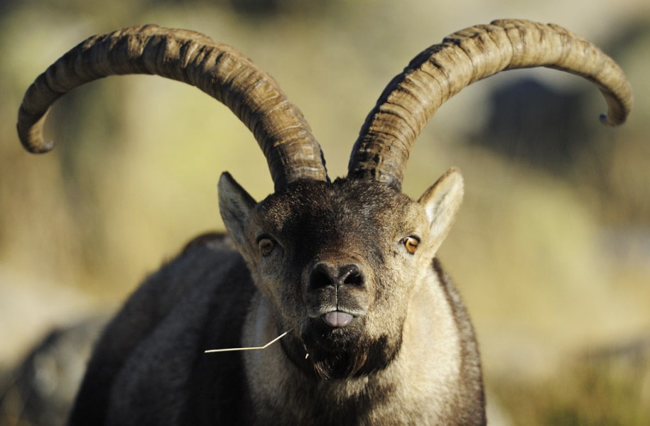 The Iberian ibex is one of the many wildlife species that have made a gradual comeback in the project area, although they are still below natural levels. 
