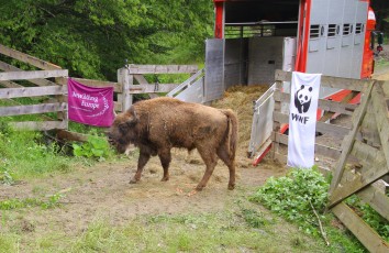 Last years bison release