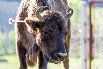 Selected bison for the release