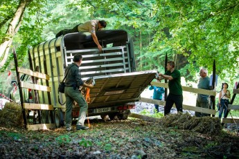 Unloading the Romanian bison - first national translocation 
