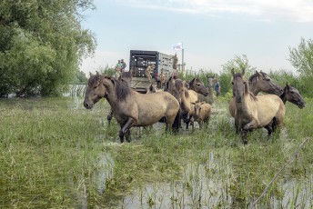 The herd of Konik horses shipped to the Danube Delta from Latvia earlier this year are now roaming free.