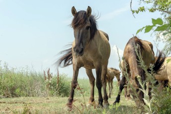 The herd of Konik horses shipped to the Danube Delta from Latvia earlier this year are now roaming free.