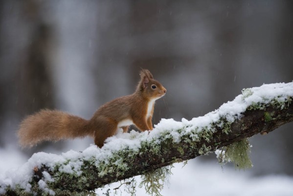 Red squirrel (Sciurus vulgaris) in winter forest, Cairngorms National Park, Scotland.