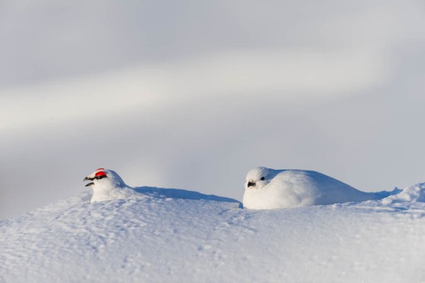 Rock Ptarmigan (Lagopus muta) pair in winter plumage, resting in the snow. Rapadalen, Sarek National Park, World Heritage Laponia, Swedish Lapland, Sweden.