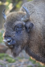 European bison in the Rhodope Mountains, Bulgaria