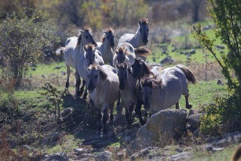 Tarpan horses in the Rhodope Mountains, Bulgaria