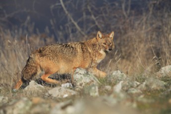 Golden jackal in the Rhodope Mounatains, Bulgaria