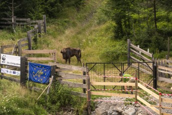 One of the newly released European bison carefully explores the acclimatisation enclosure.