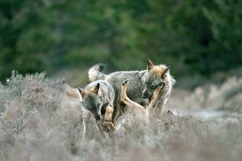 Iberian wolves playing in the Greater Côa Valley.