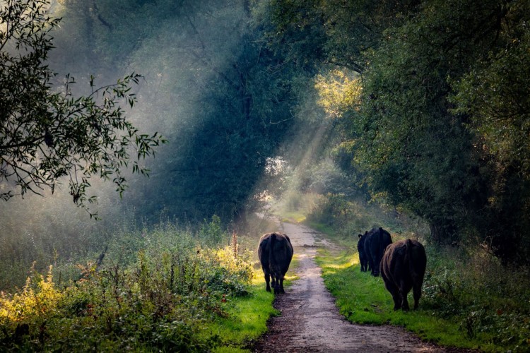 Cattle roaming in the Millingerwaard
