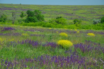 Tarutino Steppe