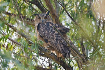 One of the released eagle owl