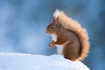Red Squirrel adult in snow.