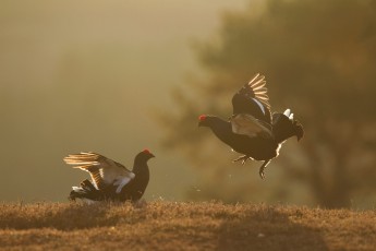 Leking behaviour of the black grouse, an iconic Highland species.