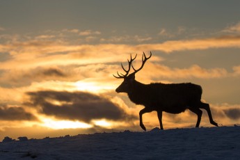 Red deer stag silhouetted at sunset.