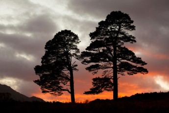 Scots pines silhouetted at sunset.